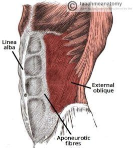 External Oblique - Attachments - Actions - TeachMeAnatomy