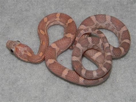 Lavender Corn Snakes for Sale. Buy a Lavender Corn Snake. Pictures, C