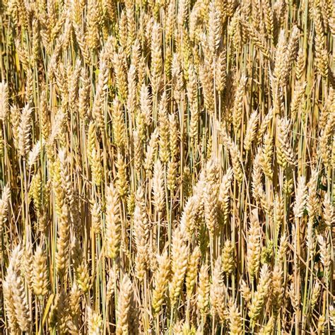 Premium Photo Ripe Wheat Ears On Field In Bavaria