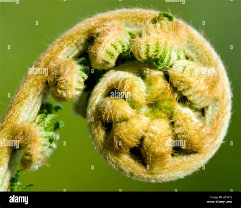 Wolliger Baumfarn Fotos Und Bildmaterial In Hoher Aufl Sung Alamy