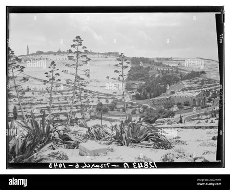 Middle East Plants Cut Out Stock Images And Pictures Alamy