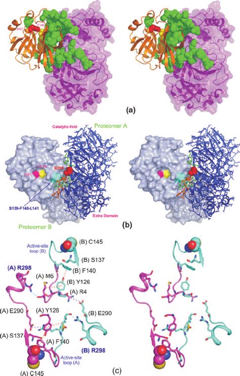 Structural Features Associated With Dimerization A A Stereoview Of