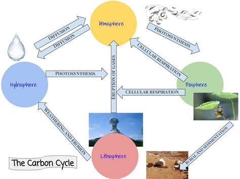 Human Impacts On Carbon Cycle Diagram Quizlet