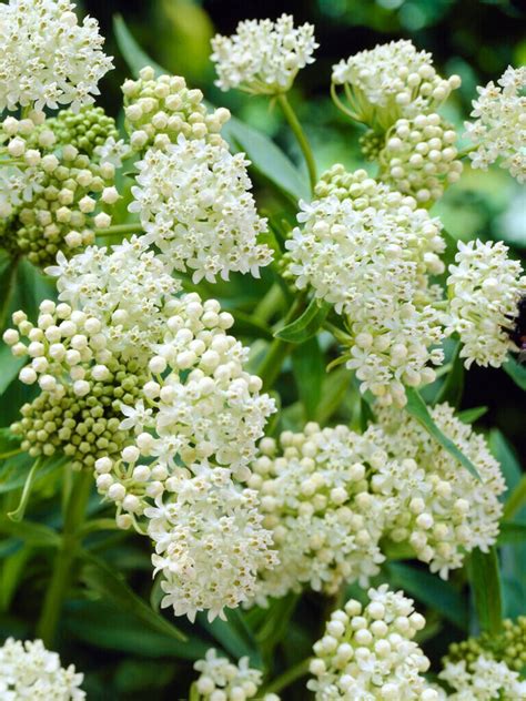 Asclepias Swamp Milkweed Ice Ballet Bare Roots Dutchgrown™