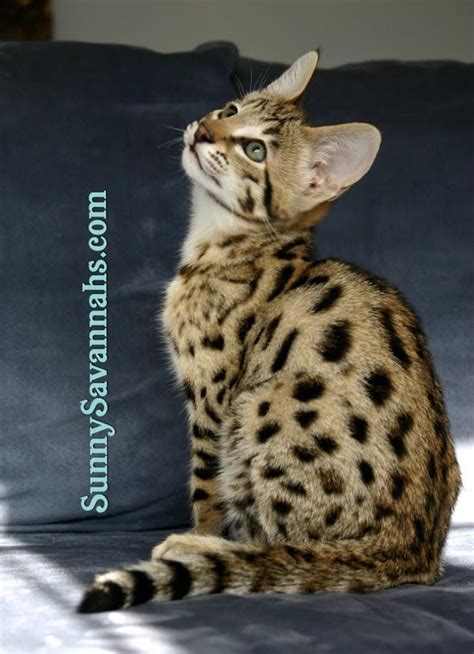 Savannah cat breeder in Cincinnati, Ohio. Specializing in high-quality ...