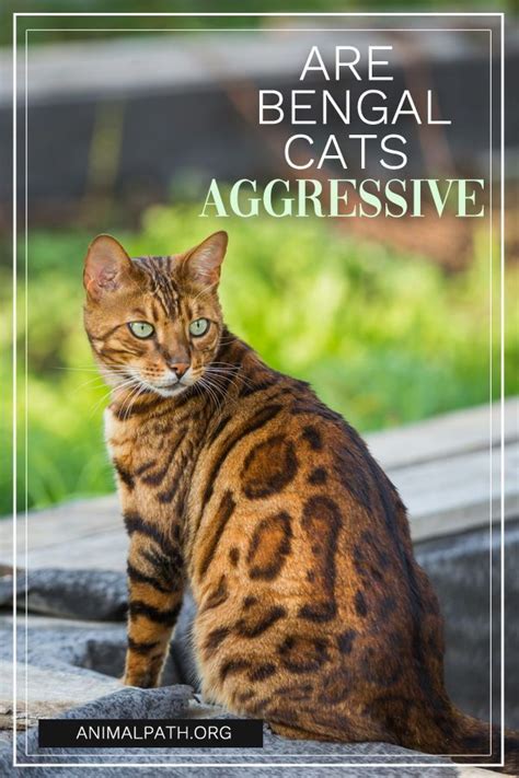 Are Bengal Cats Aggressive