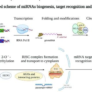 Schematic Representation Of The MiRNAs Biogenesis Genes Encoding