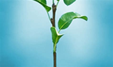 Free Course: Understanding Plants - Part II: Fundamentals of Plant ...