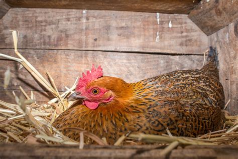 5 Tips For Dealing With Broody Hens