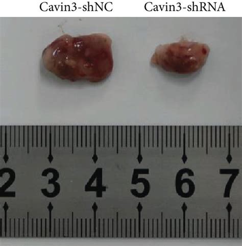 Tumor Formation Of Lung Cancer In Nude Mice In Vivo A Pictures Of