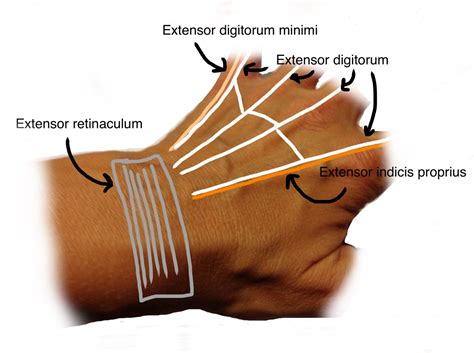 Anatomic Regions Closing The Gap