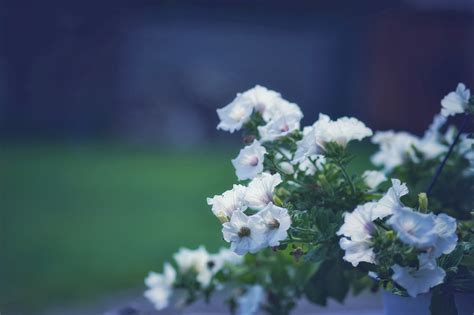 Petunia Flores Planta Foto Gratis En Pixabay Pixabay