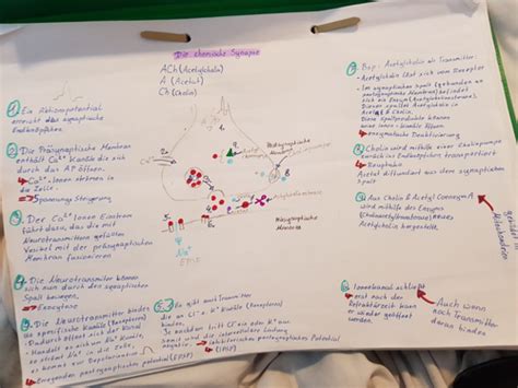 Bio Klausur Q3 Neuro Karteikarten Quizlet