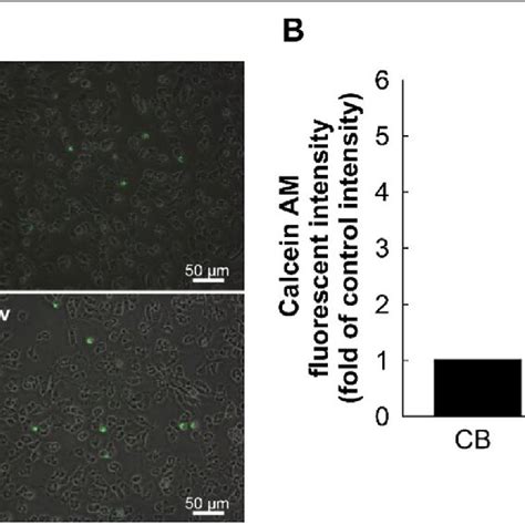 Isobavachalcone Disturbs Adhesion Of Monocytes To HUVEC Monolayers A