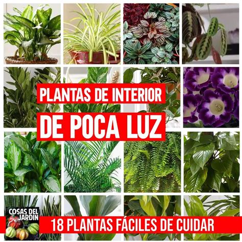 Plantas De Interior Que Requieren Poca Luz Artofit