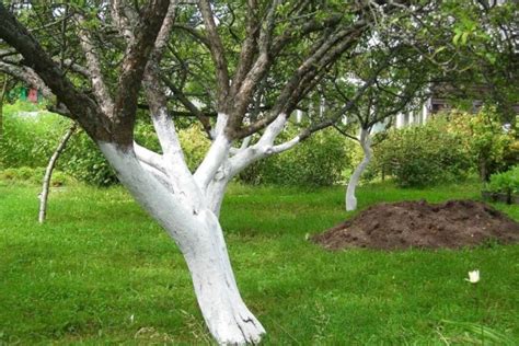 Pour Quelles Raisons Et Comment Pratiquer Le Chaulage Sur Les Arbres