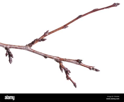 Dry tree branches isolated on white Stock Photo - Alamy