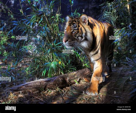 Pacing Tiger Hi Res Stock Photography And Images Alamy