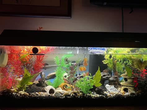 tank mates advice? : r/Aquariums