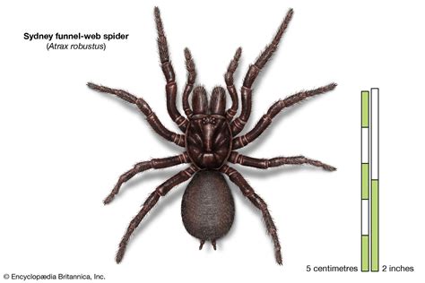 Australian funnel-web spider | Description, Venom, Bite, Habitat, Size ...