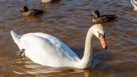 Los Patos Salvajes Nadan Serenamente En La Superficie Del Agua El Cisne