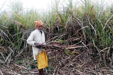 सर्लाहीका उखु किसानले अझै पाएनन् बाँकी रकम