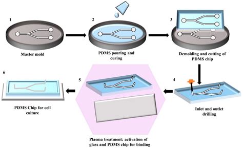 Biosensors Free Full Text Surface Modification Techniques For Endothelial Cell Seeding In