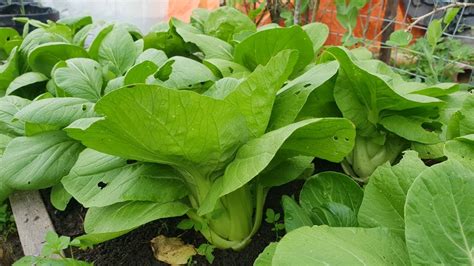 Small Raised Bed But Abundant Harvest Of Bok Choy Growing From Seed Youtube