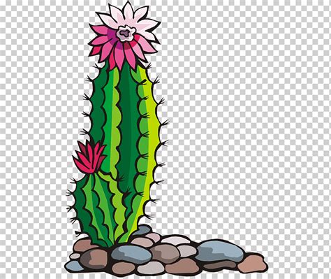 Southwestern United States Free Content Blooming Cactus On Green