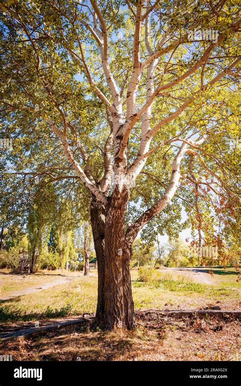 Effect Photograph Of A White Poplar Populus Alba Under A Pinky