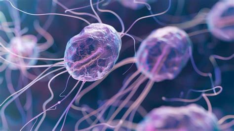 What Is Giardiasis That Causes Foul Smelling Diarrhoea Onlymyhealth