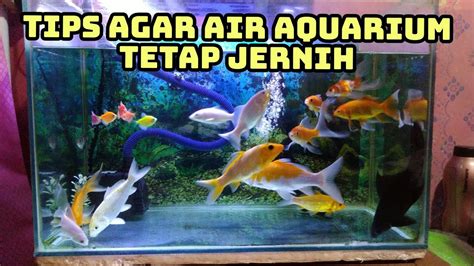 Tips Agar Air Aquarium Tetap Jernih Meskipun Sudah Berbulan Bulan Tidak