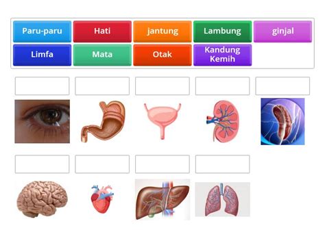 Pasangkan Nama Organ Organ Berikut Dengan Sesuai Match Up