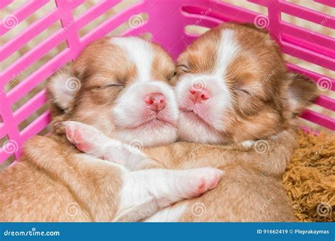 Newborn chihuahua puppy stock image. Image of chihuahua - 91662419