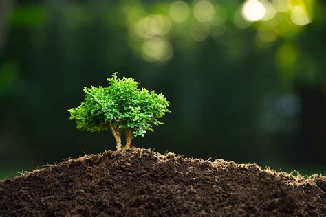 Planting Bare Root Tree Seedlings