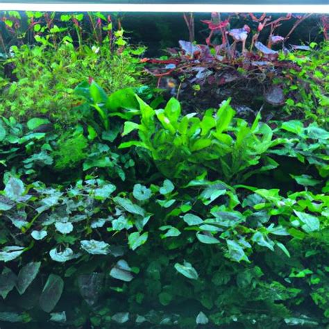 Live Plants for Saltwater Aquarium: Enhance Your Underwater Paradise