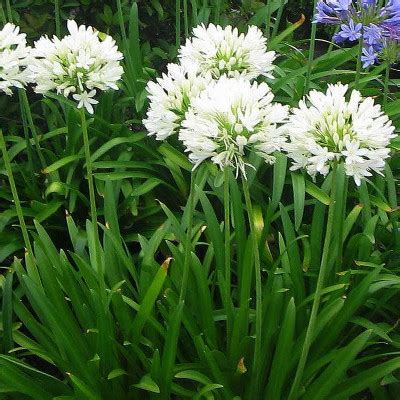 Agapanthe Blanche Vente Agapanthus Africanus Albus