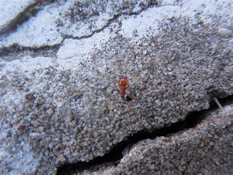 Las Hermosas Pheidole Rosae