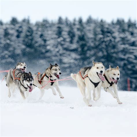 Dog Sled Team Iditarod