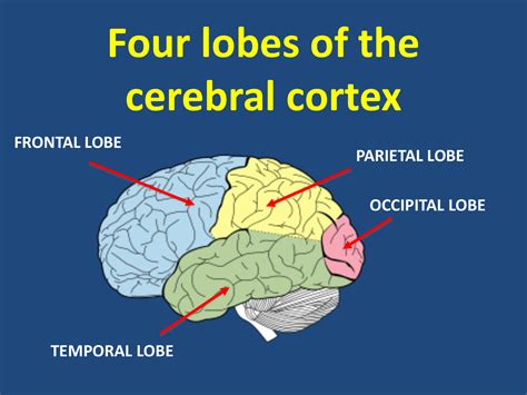 Identify The Lobes Of The Brain