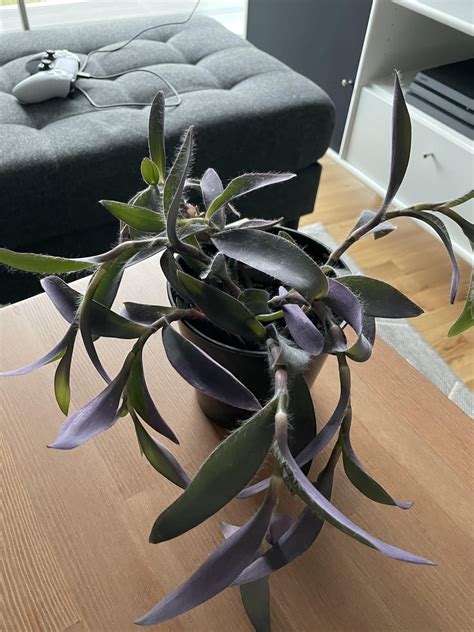 Can Anyone Help Me Identify This Plant And Maybe How To Care For It Rplants