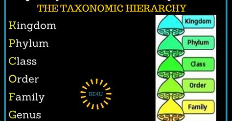 IGCSE Biology Notes - The Taxonomic Hierarchy - Human Hierarchy ...