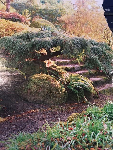 Weeping hemlock dwarf, i.e., Tsuga canadensis pendula | Conifers garden ...