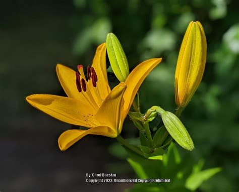 Lily Lilium Yellow Diamond In The Lilies Database