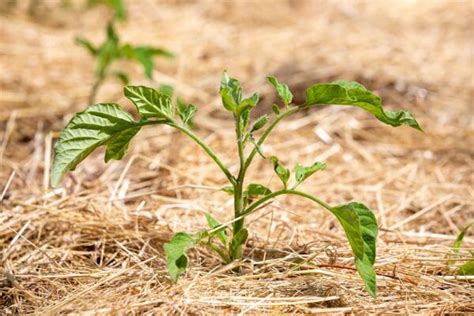 Comment Cultiver Les Tomates Sans Eau Gamm Vert