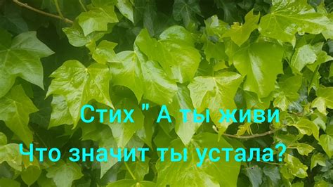 А ты живи что значит ты устала Екатерина Бабенко Прекрасный стих