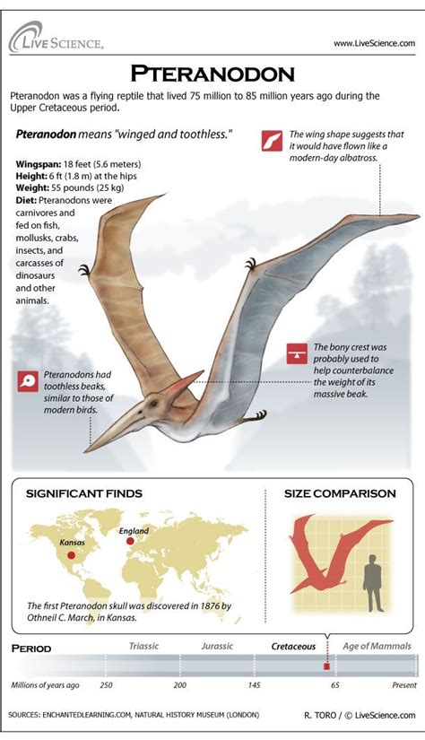 Pterodactyl Pteranodon And Other Flying Dinosaurs Dinosaur Facts