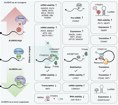 Molecular Mechanisms Underpinning ALKBH5 Regulation On Target RNAs In