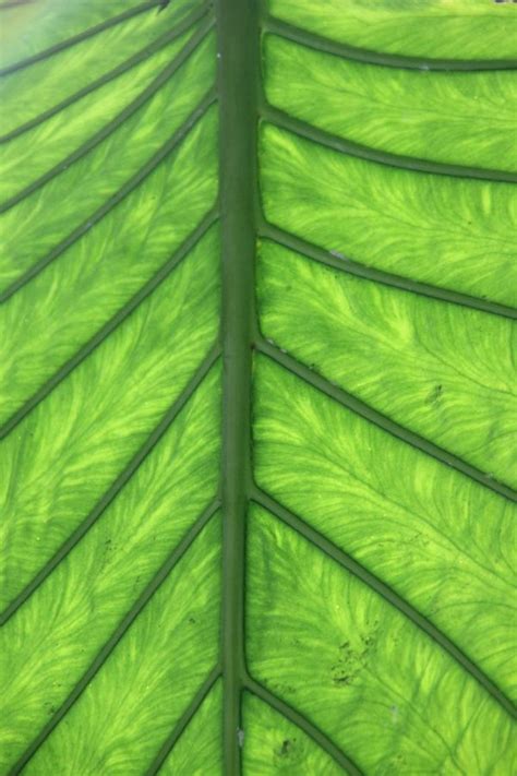 Free Images Branch Leaf Flower Pattern Line Green Macro Soil