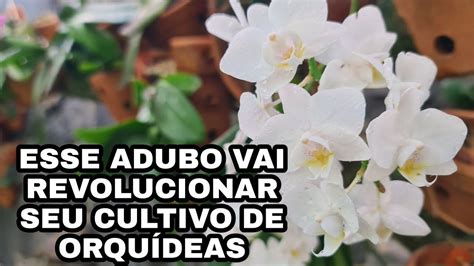 Esse Adubo Vai Revolucionar O Seu Cultivo Youtube Garden Plants